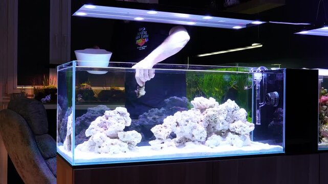 saltwater aquarium marine aquarium reef tank