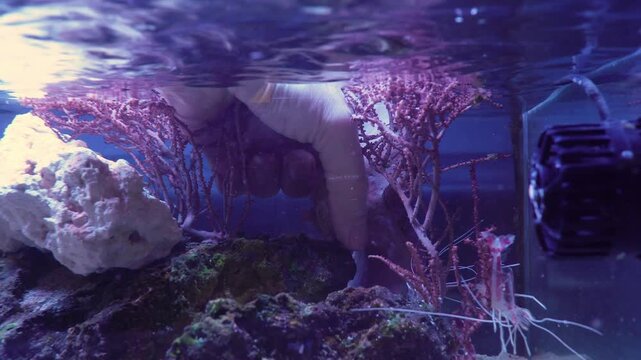 saltwater aquarium marine aquarium reef tank