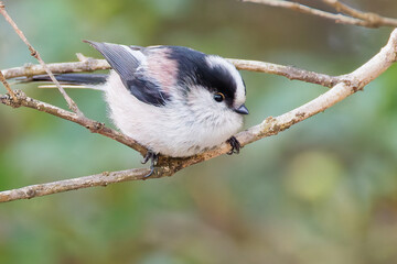 枝に留まるエナガ(Long-tailed tit) © 水玉模様