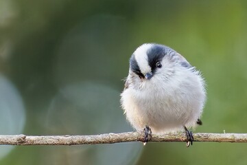 首をかしげるエナガ(Long-tailed tit) © 水玉模様