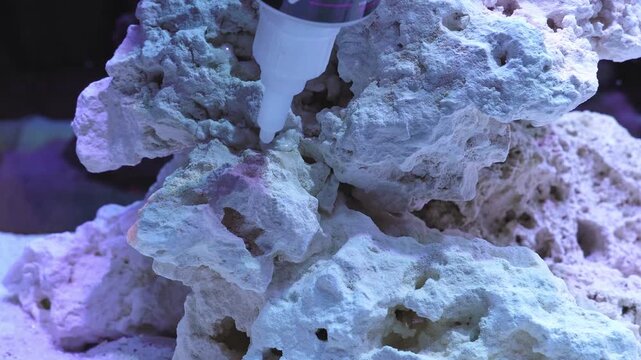 saltwater aquarium marine aquarium reef tank