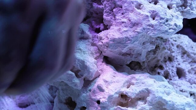 saltwater aquarium marine aquarium reef tank