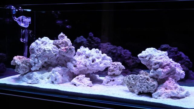 saltwater aquarium marine aquarium reef tank