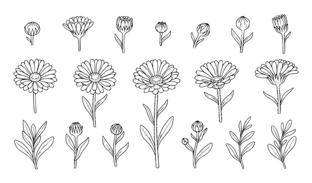 Hand Drawn Calendula Daisy Flower Set, Botanical Line Art Illustration with Buds and Leaves