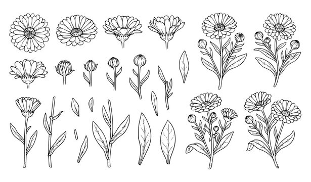 Hand Drawn Calendula Daisy Flower Set, Botanical Line Art Illustration with Buds and Leaves