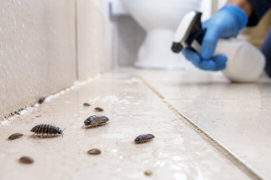 Pest control worker spraying chemical on woodlice in house bathroom. Exterminator sanitizing floor tiles. Professional insect removal service and home hygiene maintenance concept