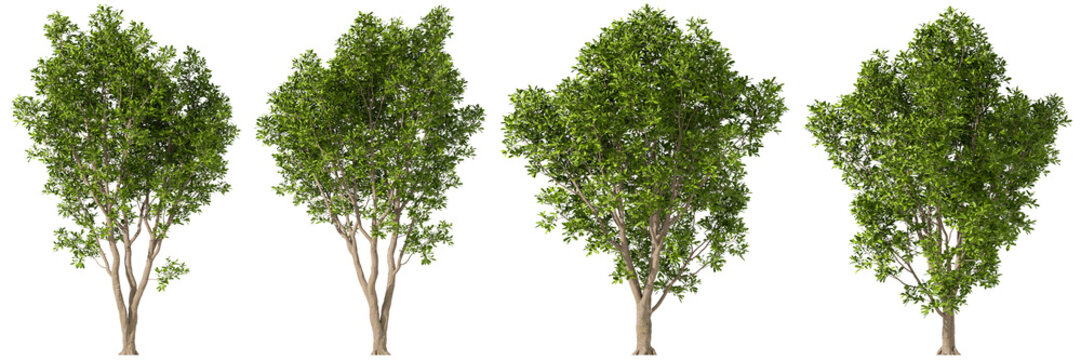 Outside nature evergreen trees set isolated on transparent backgrounds 3d rendering png