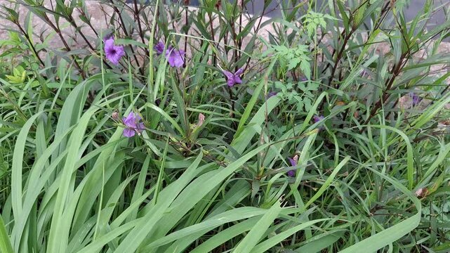 Purple Mexican petunias in full bloom &mdash; vibrant Ruellia simplex flowers among slender green leaves and wild grasses in a lush garden. Perfect for botanical, gardening, and nature visuals.