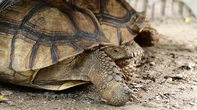 Sucata tortoise on the ground, closeup, animal

