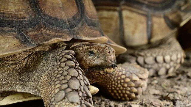Sucata tortoise on the ground, closeup, animal
