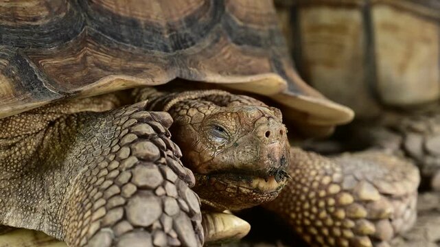 Sucata tortoise on the ground, closeup, animal
