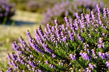 Obraz premium Purple heather flowers bloom in sunny meadow. Small pink petals grow on green shrub branches during warm summer day. Wild botanical plants flourish in bright light outdoor environment. Close up view