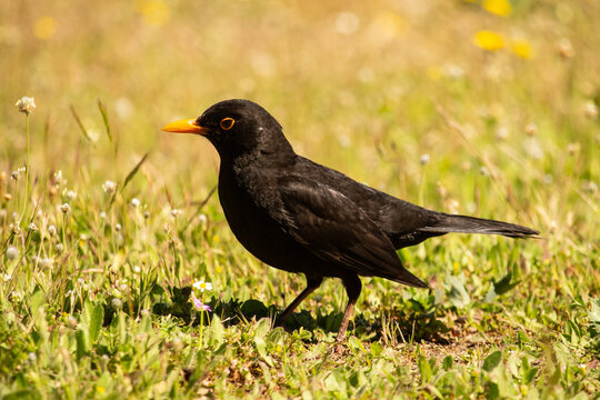 m&auml;nnliche Amsel in einer Wiese
