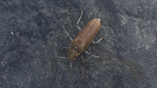 Arhopalus Rusticus Longhorn Beetle Close Up on Wood