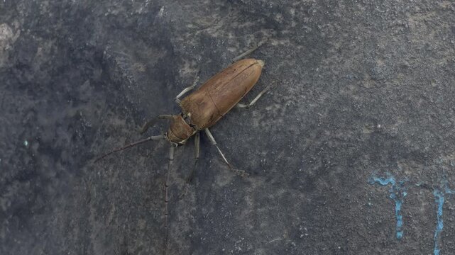 Arhopalus Rusticus Beetle Detail Macro Nature Video
