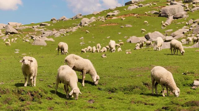 Flock of sheep grazing on green mountain meadow. Livestock farming at Kareri Lake, Kangra, Himachal Pradesh