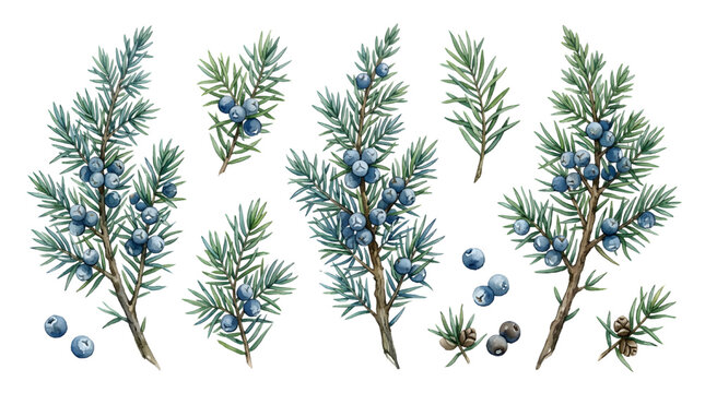 Watercolor set plants juniper isolated on white background