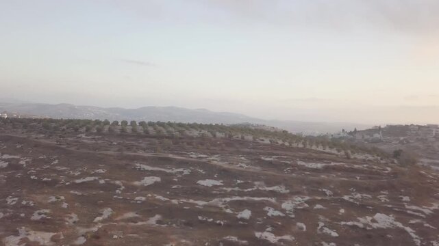 Aerial view of hilly countryside landscape with olive tree rows at dawn.