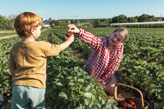 Sister and brother pick a strawberry together at the farm outdoors