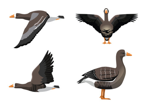 Specklebelly Greater White-fronted Goose Front Side Bird Vector