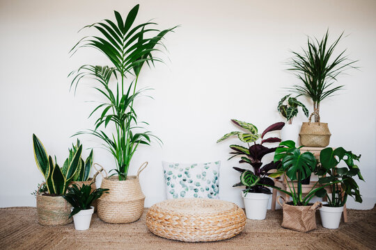 Living room decorated with houseplant by ottoman stool and cushion