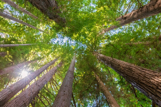 New Zealand, Oceania, North Island, Rotorua, Hamurana Springs Nature Reserve, Low angle view of Redwood Forest (Sequoioideae)