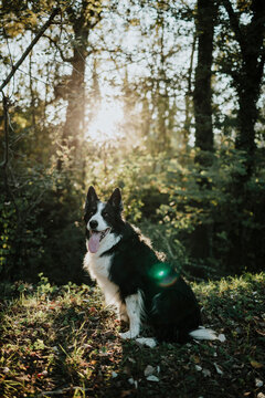 A border collie sits in an autumn forest with sunlight flare
