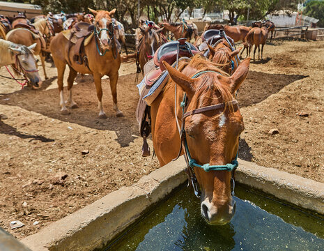 Brown horse leans over a water trough to drink, with several saddled horses standing in a ranch area under a sunny sky