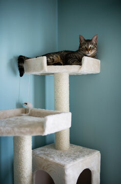 Cat lying on a scratching post at home