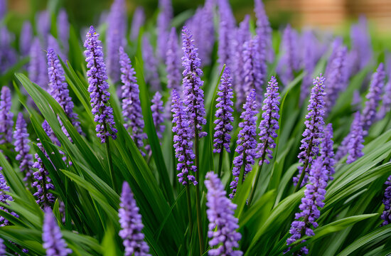 A swath of lustrous purple Liriope muscari flowers, interspersed with green leaves, rises up in tall spikes that unfurl into clusters of diminutive blooms, carpeting the outdoor garden setting. The ba