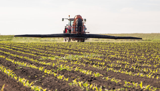 Tractor spraying young corn field with boom sprayer
