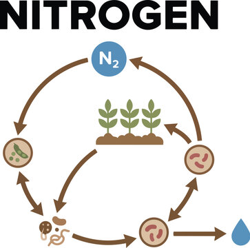 Educational nitrogen cycle scheme with soil bacteria and plants isolated on white