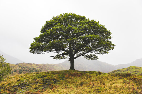 United Kingdom, England, Cumbria, Lake District, lone tree in the countryside
