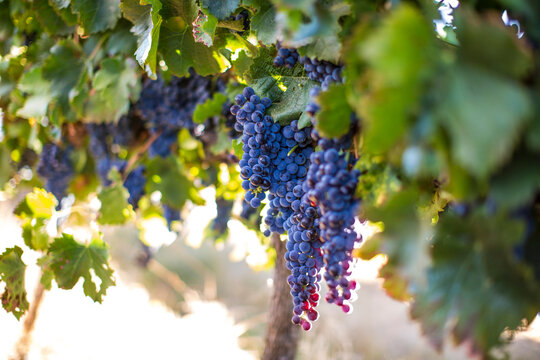 Red grapes hanging from vine