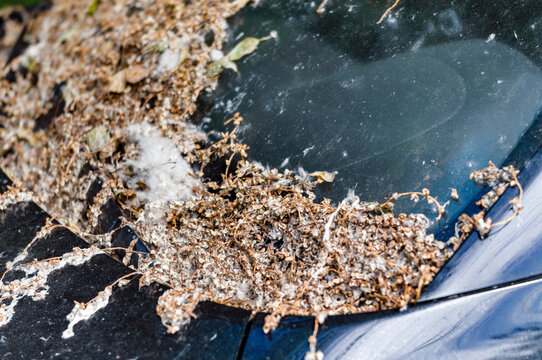 car filter chocked with poplar fluff