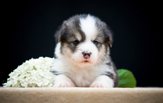 Cute tiny Pembroke Welsh Corgi puppy posing next to a white hydrangea flower on a black background.