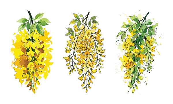 Watercolor yellow laburnum flower clusters isolated on white background