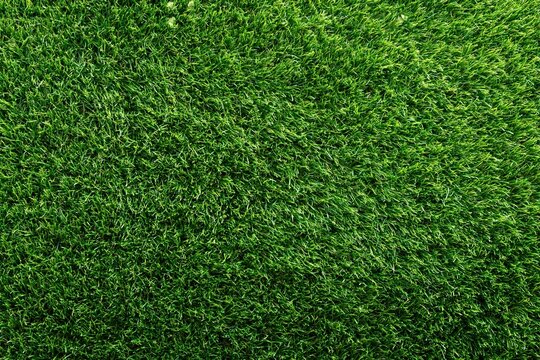 Green grass texture background with natural pattern