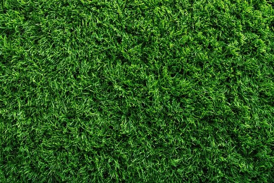 Green grass texture background for outdoor landscaping and design