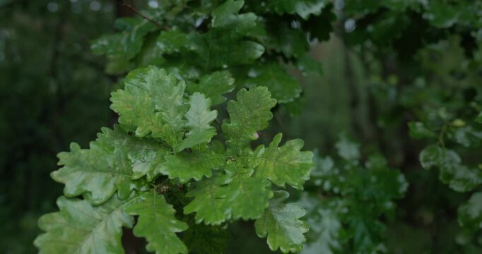 Close up of wet green oak leaves after summer rain
