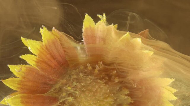 Macro view of sunflower head partially submerged in clear amber liquid, showing curved yellow petals with orange bases, dense reflective bubbles along edges, translucent wisps, warm highlights, and