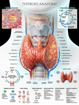 Detailed medical illustration showing human thyroid anatomy including the gland structure hormone synthesis pathways and key surrounding anatomical tissue features