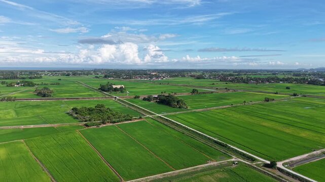 Lush green fields stretch beneath a bright blue sky. Rows of rice grow in perfect geometric patterns at Penaga, Penang