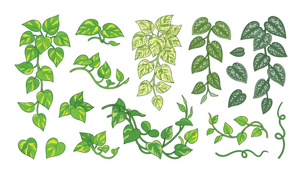 Collection of various green pothos and vine plant illustrations on white background.
