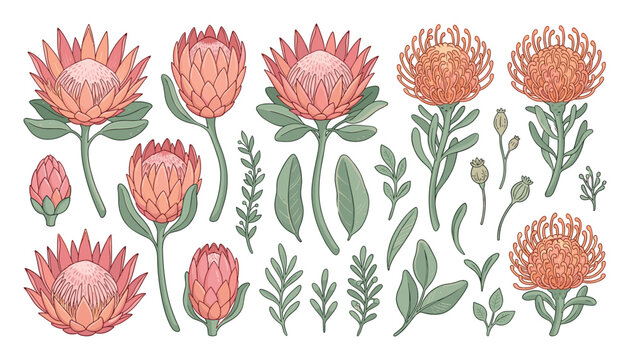 Botanical set of hand-drawn pink proteas and orange pincushion flowers
