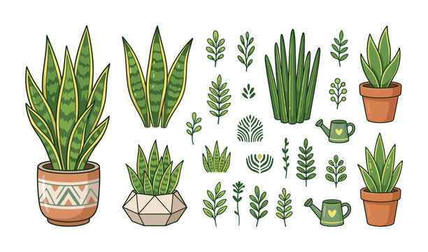 Hand drawn set of Sansevieria snake plants and botanical garden elements