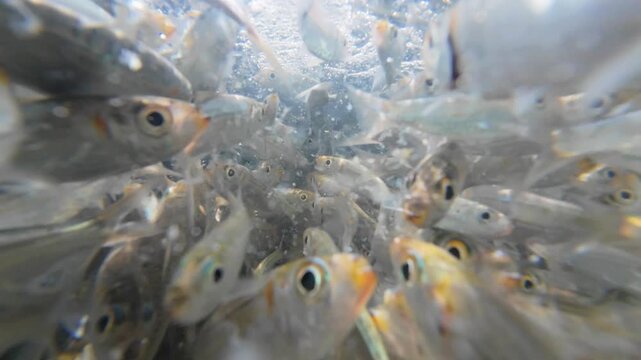 immersive underwater slow motion close-up of a dense baitfish shoal moving erratically, showcasing raw marine feeding activity and aquatic energy.