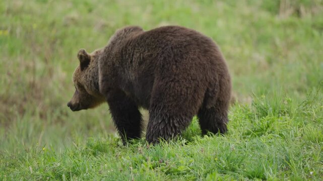 Eurasian brown bear cub forages in grassy meadow, suddenly startled and jumps up, looks to the right, then quickly returns to feeding and sniffing the ground in wild habitat.