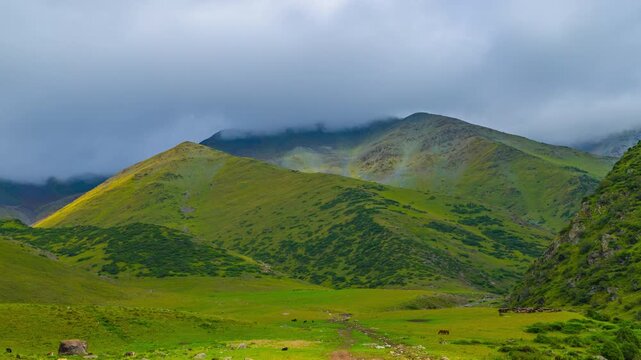 zooming in time-lapse of green alpine mountain with grazing cattle free-range grass-fed in Kyrgyzstan