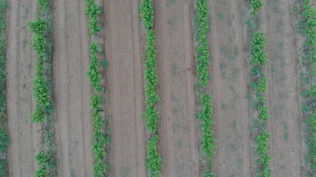 Top view of cultivated farmland showing parallel crop rows and fertile soil captured by aerial drone above agricultural field in Mexico during daytime